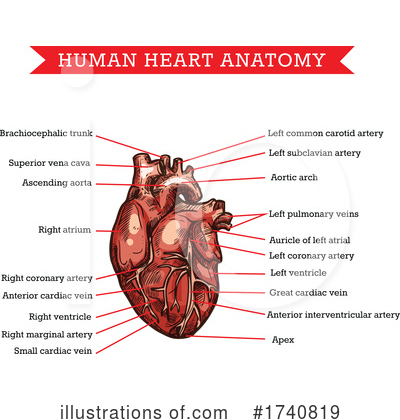Royalty-Free (RF) Human Heart Clipart Illustration by Vector Tradition SM - Stock Sample #1740819