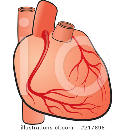 Human Heart Clipart #217898 by Lal Perera