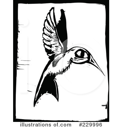 Hummingbird Clipart #229996 by xunantunich