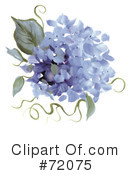Hydrangea Clipart #72075 by inkgraphics