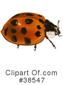 Insect Clipart #38547 by dero