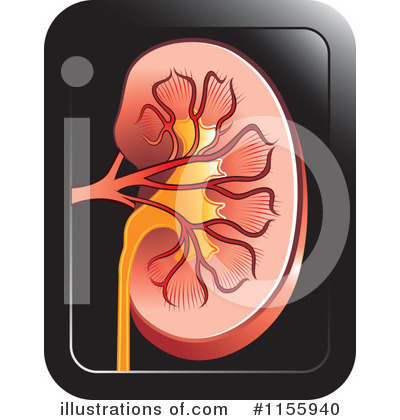 Kidney Clipart #1155940 by Lal Perera