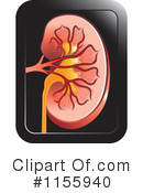 Kidney Clipart #1155940 by Lal Perera