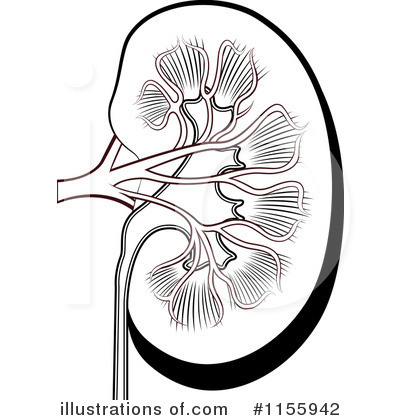 Kidney Clipart #1155942 by Lal Perera