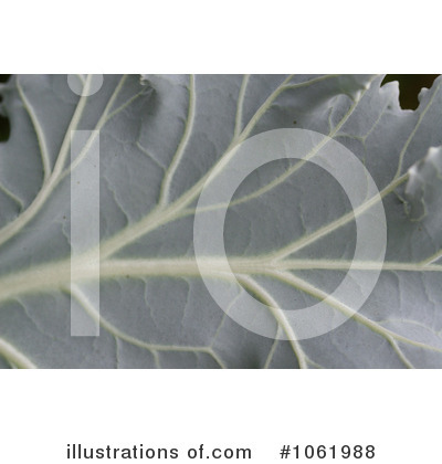 Royalty-Free (RF) Leaf Clipart Illustration by Kenny G Adams - Stock Sample #1061988