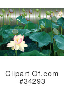Lily Clipart #34293 by Eugene