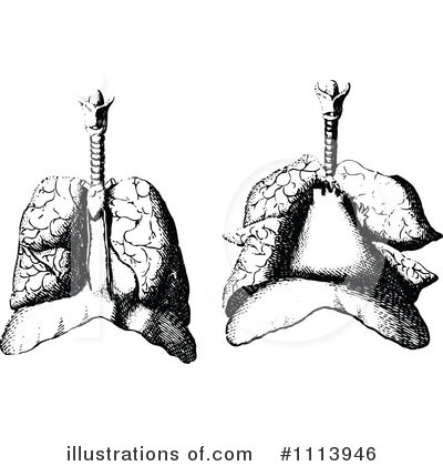 Royalty-Free (RF) Lungs Clipart Illustration by Prawny Vintage - Stock Sample #1113946
