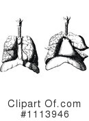 Lungs Clipart #1113946 by Prawny Vintage