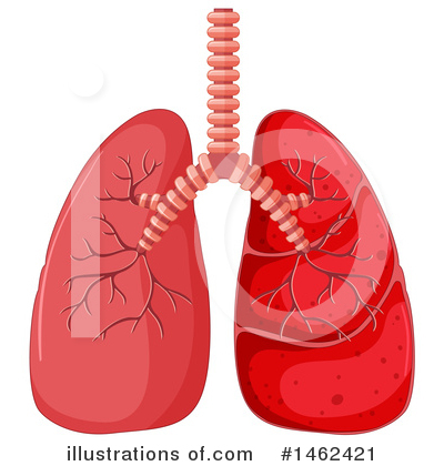 Lungs Clipart #1462421 by Graphics RF