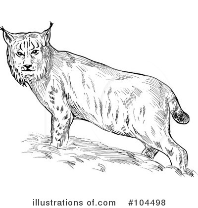 Royalty-Free (RF) Lynx Clipart Illustration by patrimonio - Stock Sample #104498