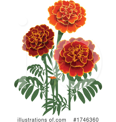 Royalty-Free (RF) Marigold Clipart Illustration by Vector Tradition SM - Stock Sample #1746360