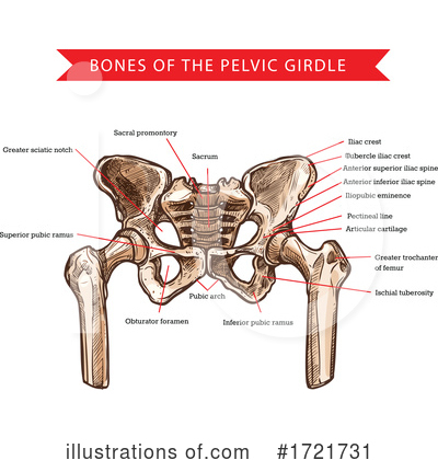 Pelvis Clipart #1721731 by Vector Tradition SM