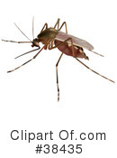 Mosquito Clipart #38435 by dero