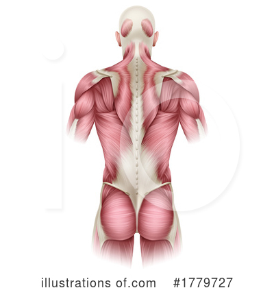 Royalty-Free (RF) Muscles Clipart Illustration by AtStockIllustration - Stock Sample #1779727