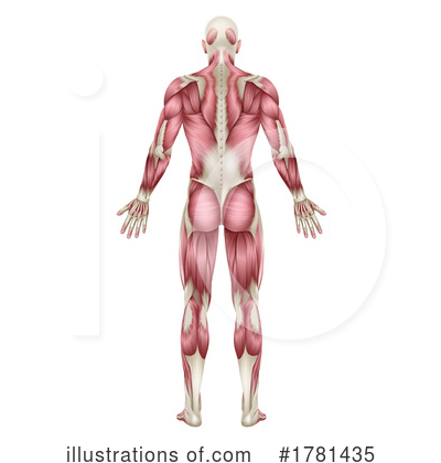 Royalty-Free (RF) Muscles Clipart Illustration by AtStockIllustration - Stock Sample #1781435