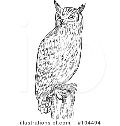 Owl Clipart #104494 by patrimonio
