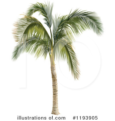 Palm Tree Clipart #1193905 by dero