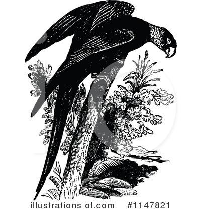 Royalty-Free (RF) Parrot Clipart Illustration by Prawny Vintage - Stock Sample #1147821