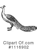 Peacock Clipart #1116902 by Prawny Vintage