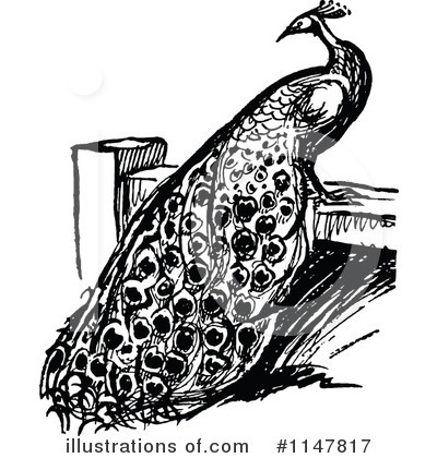 Peacock Clipart #1147817 by Prawny Vintage