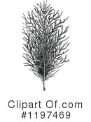Plant Clipart #1197469 by Prawny Vintage