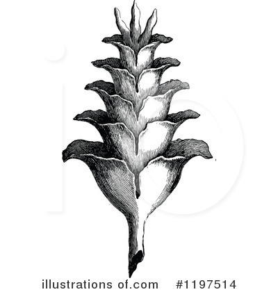 Royalty-Free (RF) Plant Clipart Illustration by Prawny Vintage - Stock Sample #1197514