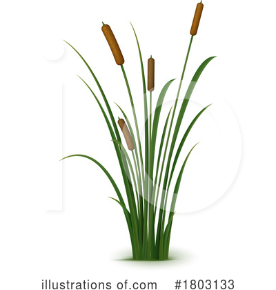Cattail Clipart #1803133 by Vector Tradition SM