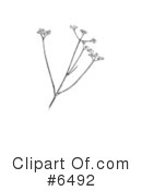 Plants Clipart #6492 by JVPD