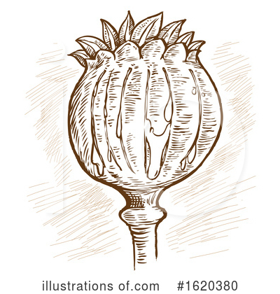 Royalty-Free (RF) Poppy Clipart Illustration by Domenico Condello - Stock Sample #1620380