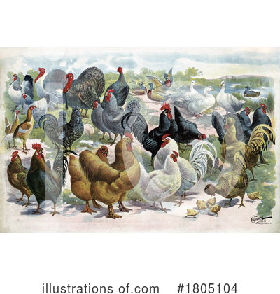 Chickens Clipart #1805104 by JVPD
