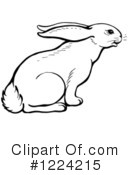 Rabbit Clipart #1224215 by Picsburg