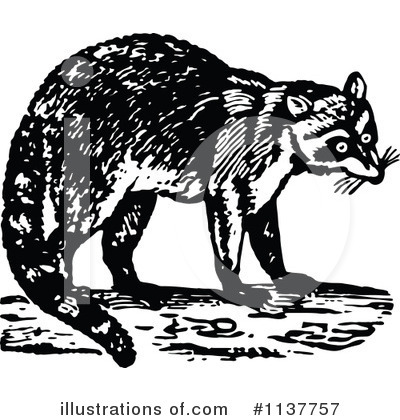 Royalty-Free (RF) Raccoon Clipart Illustration by Prawny Vintage - Stock Sample #1137757