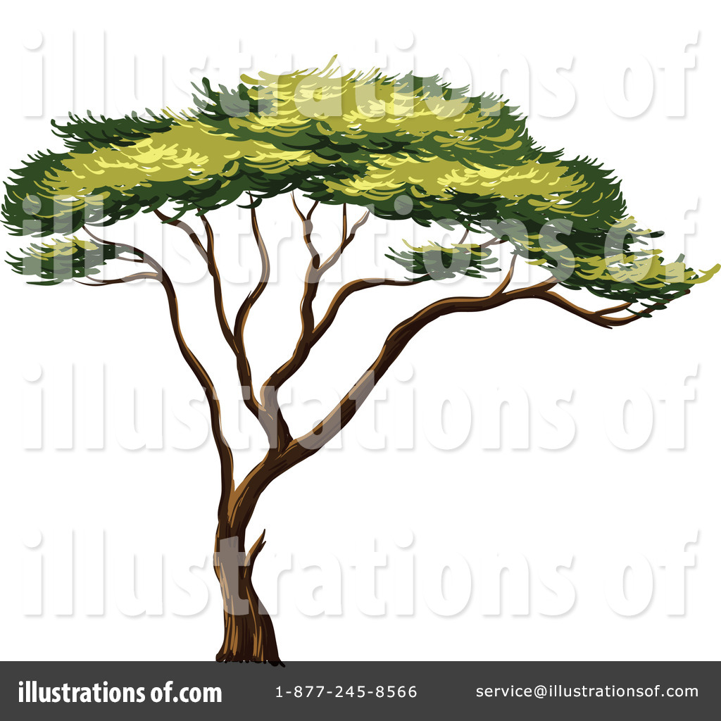 acacia tree clipart - photo #10