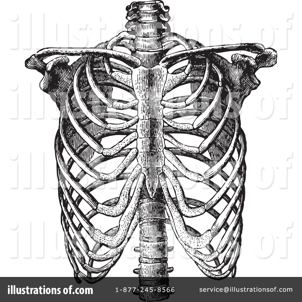 human ribs clipart - photo #45