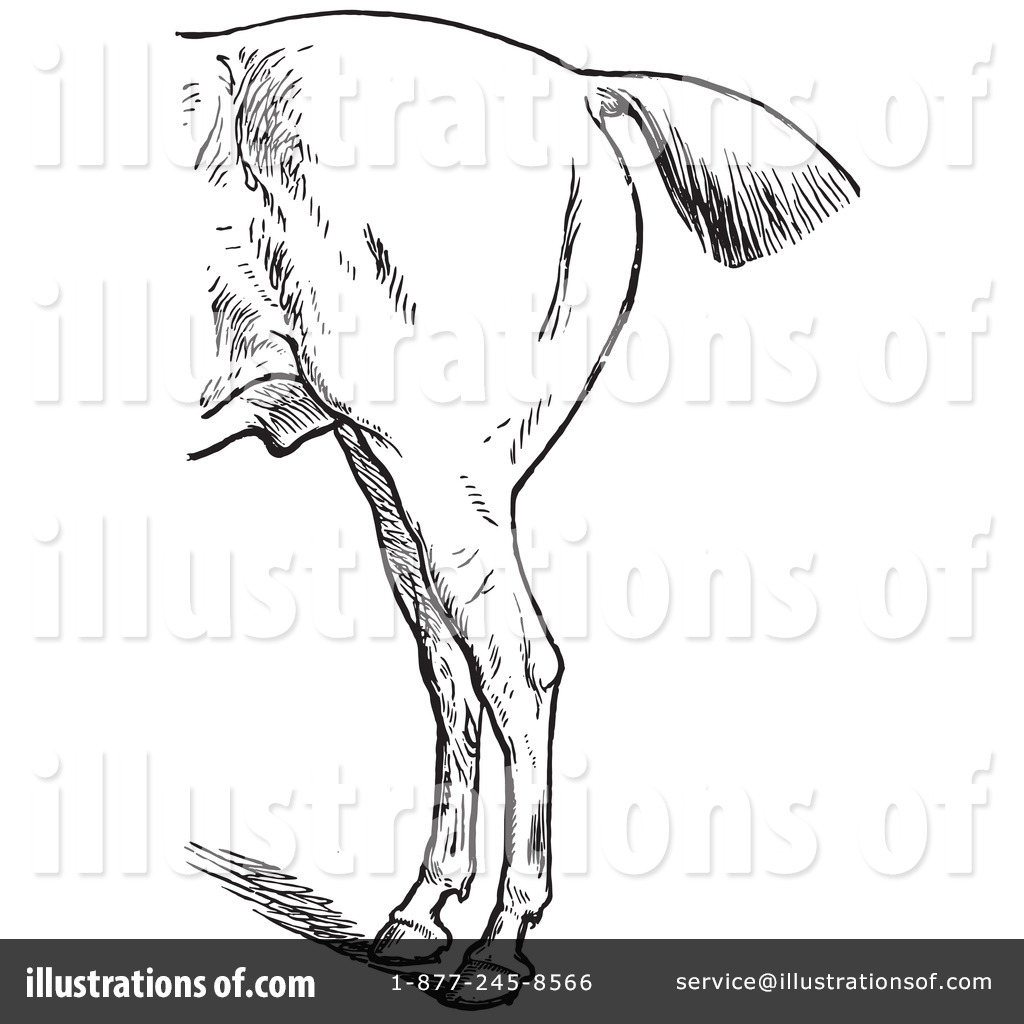 clipart horse skeleton - photo #47
