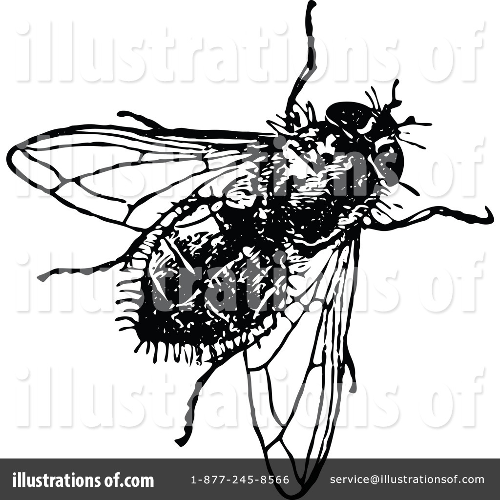 clipart of house fly - photo #42