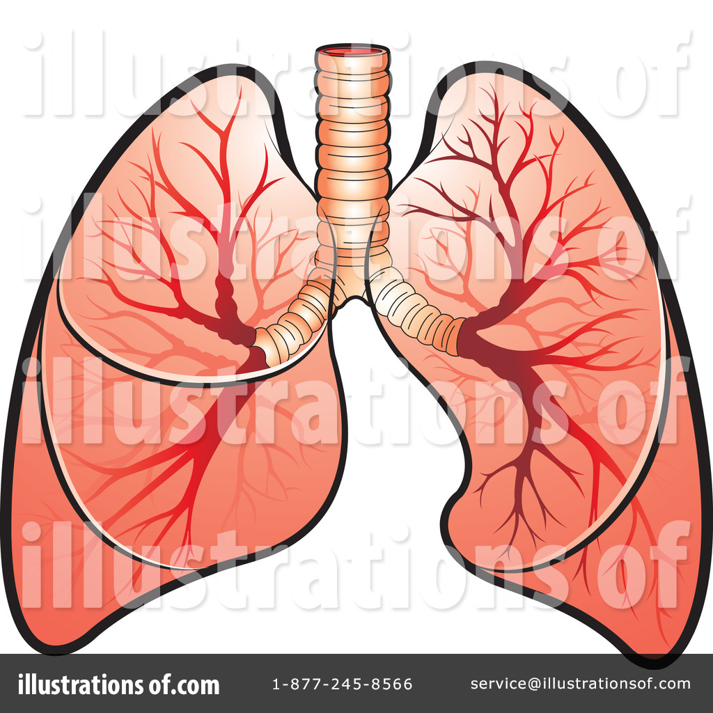 clipart human lungs - photo #28