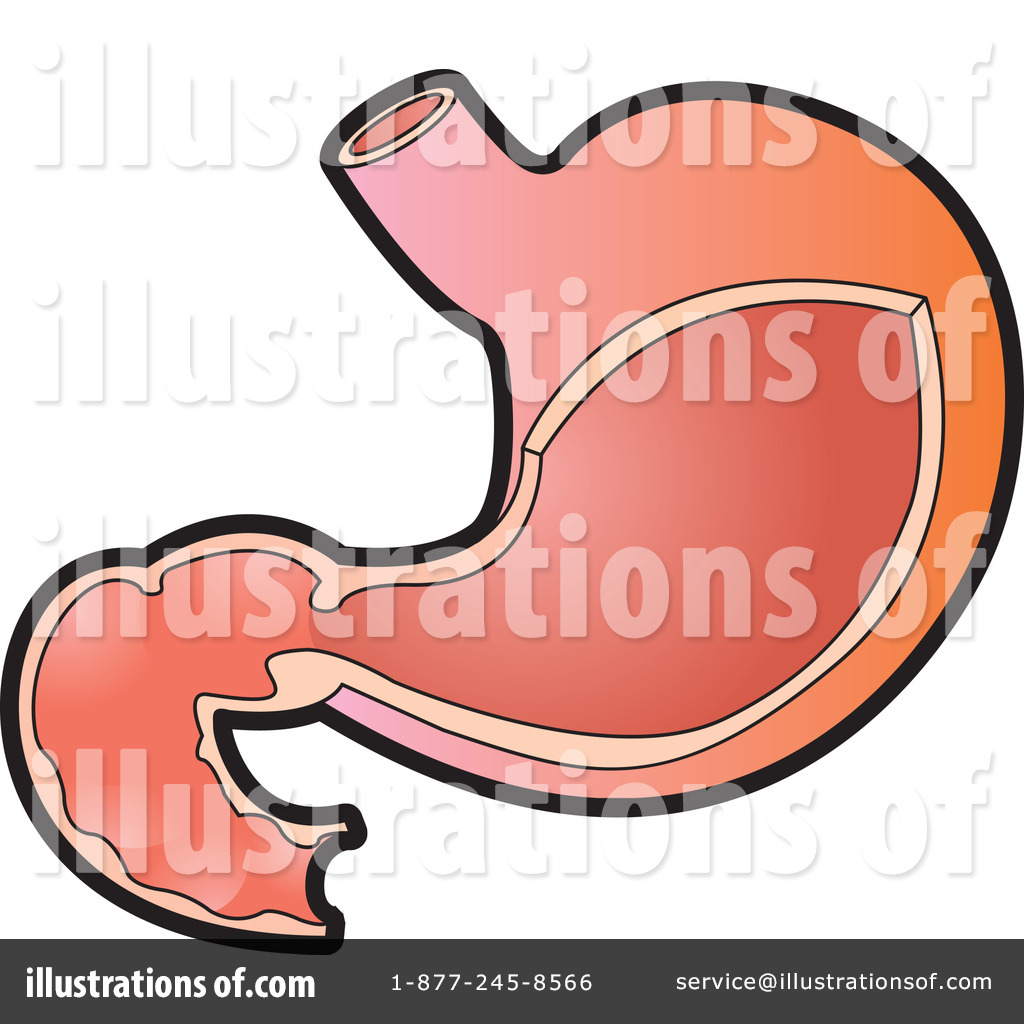 human stomach clipart - photo #40