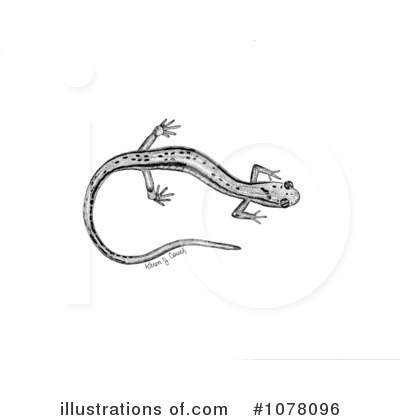 Salamander Clipart #1078096 by JVPD