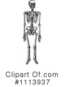 Skeleton Clipart #1113937 by Prawny Vintage