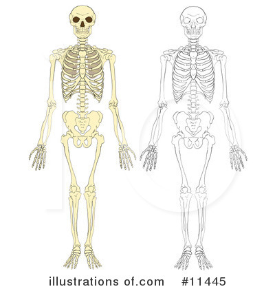 Skeleton Clipart #11445 by AtStockIllustration
