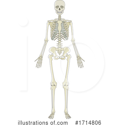 Royalty-Free (RF) Skeleton Clipart Illustration by Lal Perera - Stock Sample #1714806