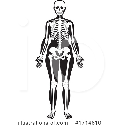 Royalty-Free (RF) Skeleton Clipart Illustration by Lal Perera - Stock Sample #1714810