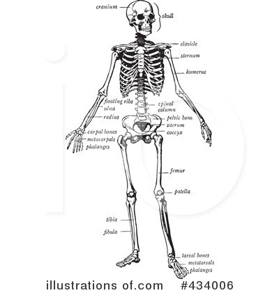 Anatomy Clipart #434006 by BestVector