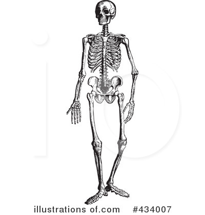 Anatomy Clipart #434007 by BestVector