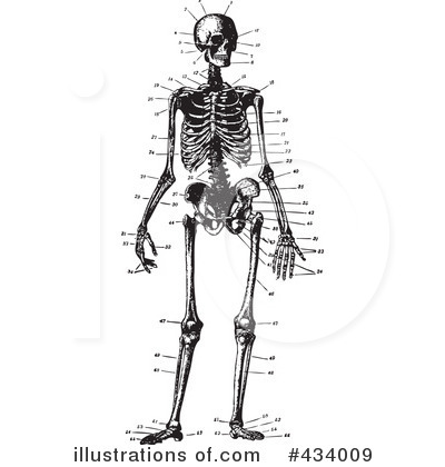 Anatomy Clipart #434009 by BestVector
