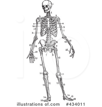 Anatomy Clipart #434011 by BestVector