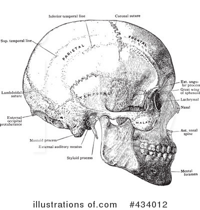 Skull Clipart #434012 by BestVector