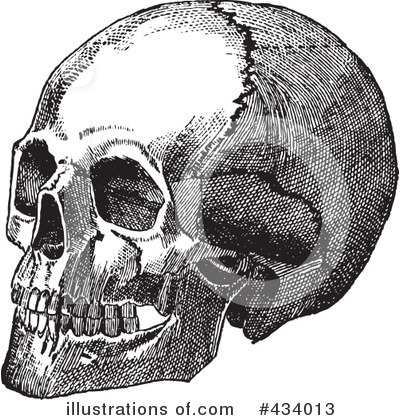 Anatomy Clipart #434013 by BestVector