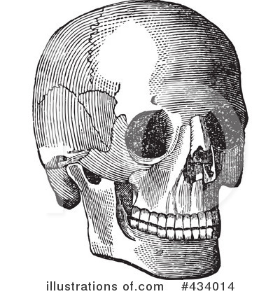 Anatomy Clipart #434014 by BestVector